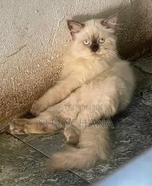 Persian Kittens
