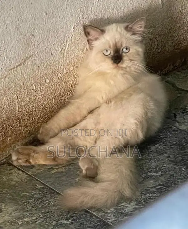 Persian Kittens