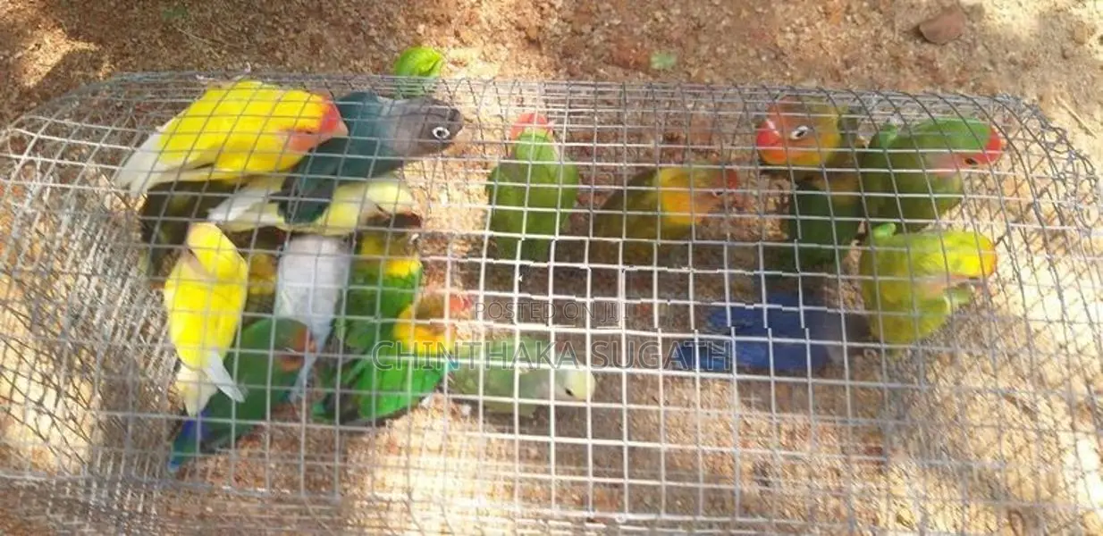 Love Birds