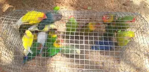 Love Birds
