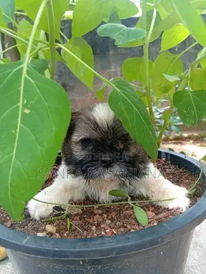 Shih Tzu Dog