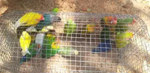 Love Birds