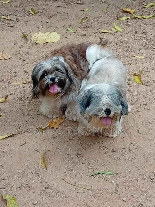 Shih Tzu Dog