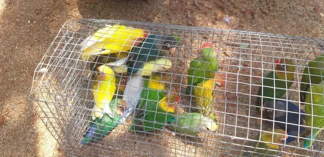 Love Birds