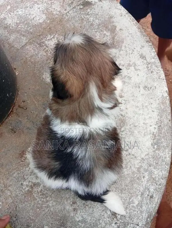 Shih Tzu Dog