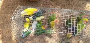 Love Birds