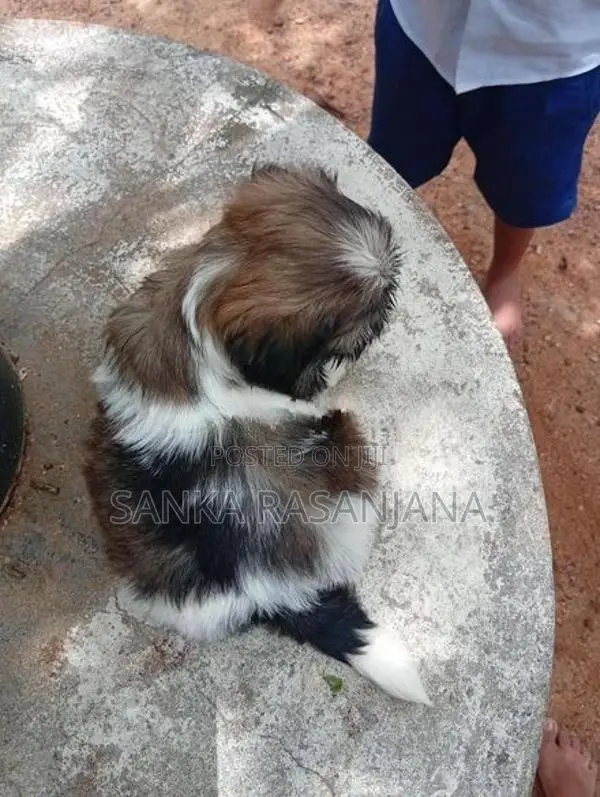 Shih Tzu Dog