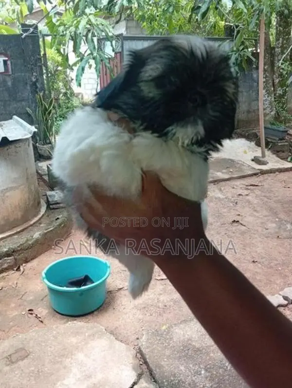 Shih Tzu Dog