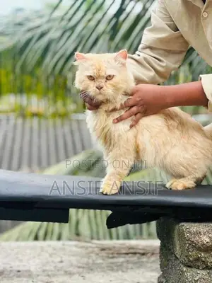 Persian Cat