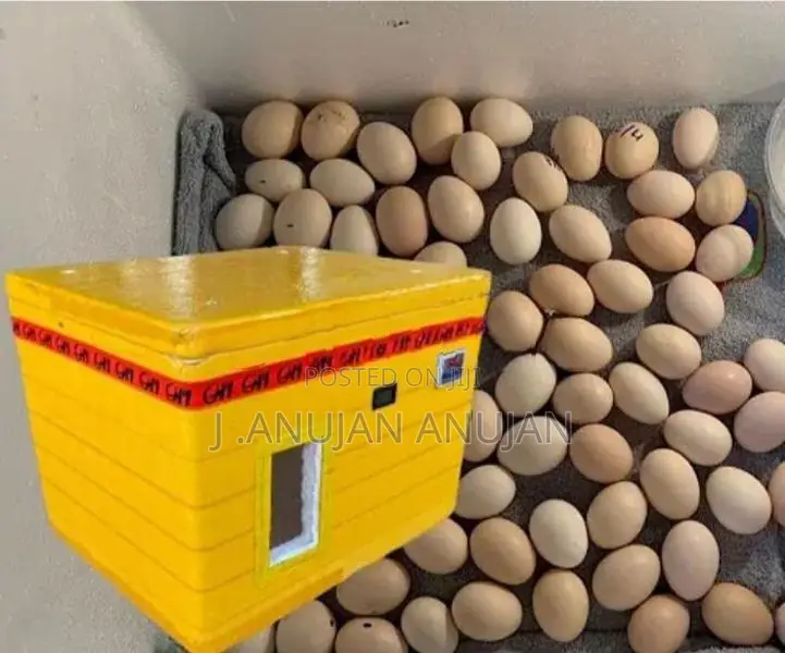 Egg incubator
