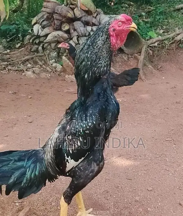 Rooster