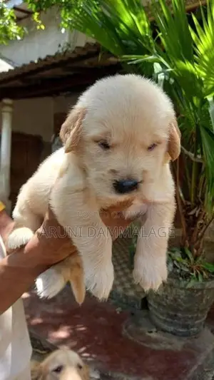 Purebred Golden Retriever Puppies
