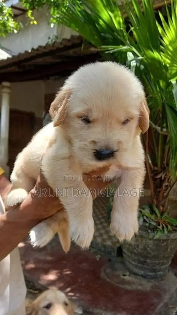 Purebred Golden Retriever Puppies