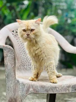 Persian Cat