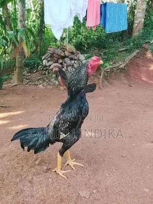 Rooster