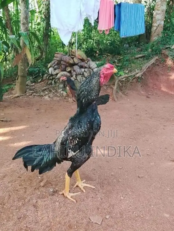 Rooster