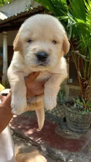 Purebred Golden Retriever Puppies