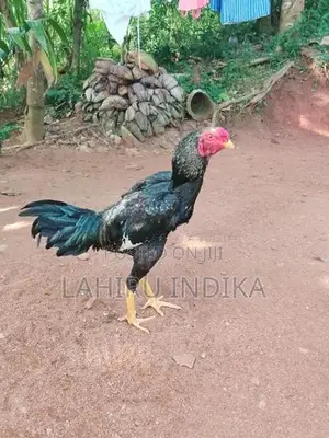 Rooster