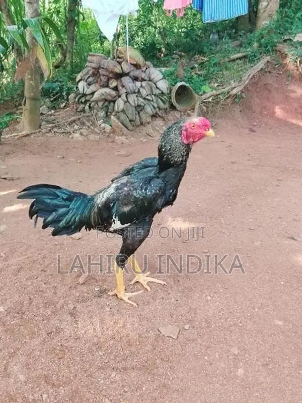 Rooster