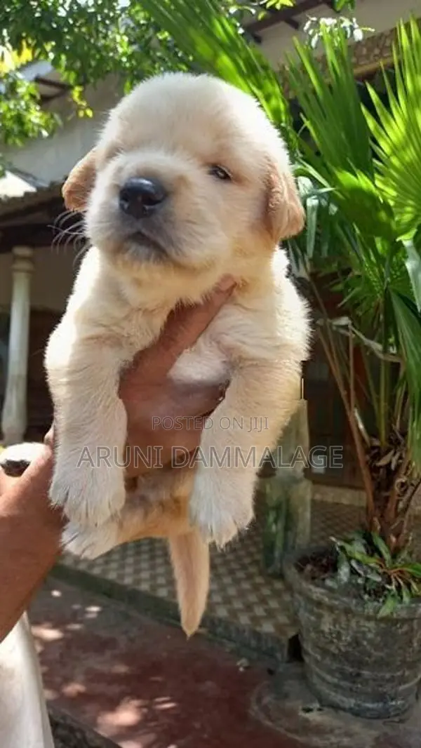 Purebred Golden Retriever Puppies