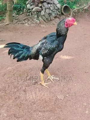 Rooster