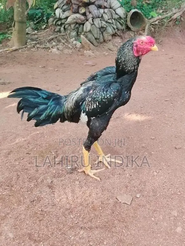 Rooster