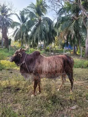 Male Cow Bull