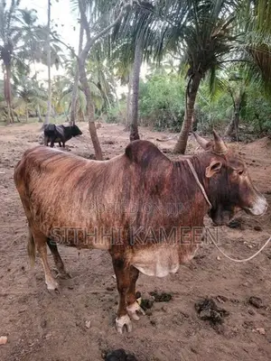 Male Cow Bull