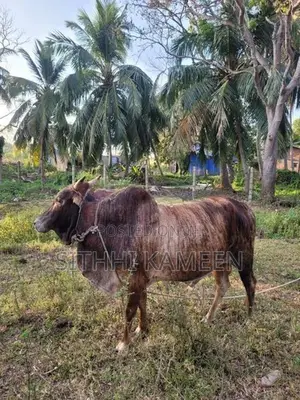 Male Cow Bull