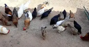 Farm Hens