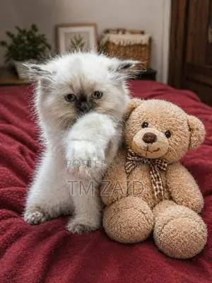 Persian Kittens