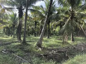Land for Sale Bingiriya
