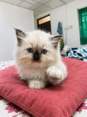 Persian Kittens