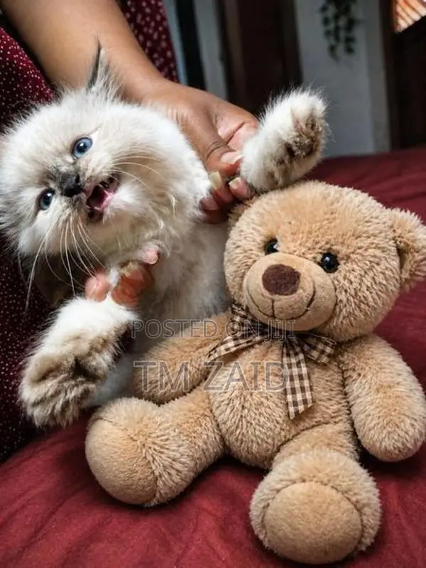 Persian Kittens