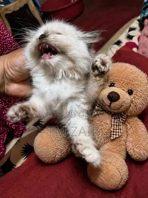Persian Kittens