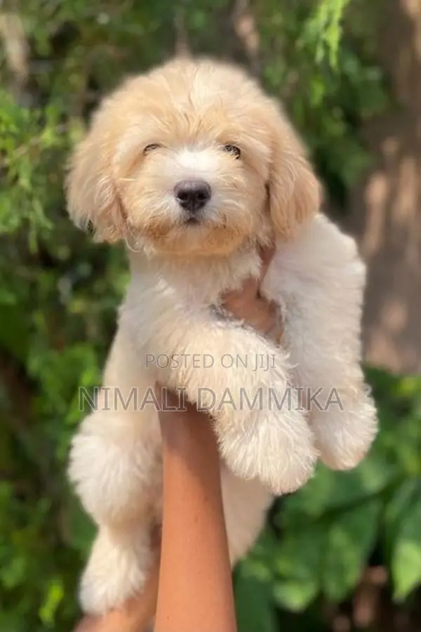 Tibetan Terrier Puppies