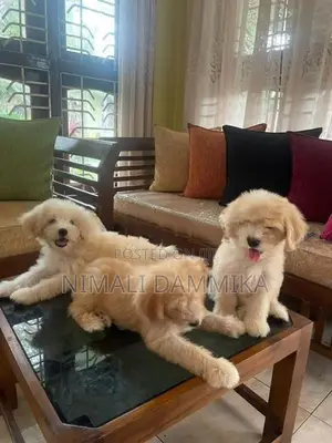 Tibetan Terrier Puppies