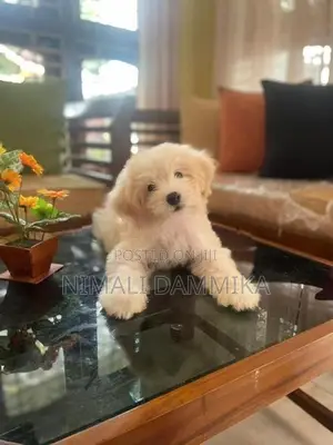 Tibetan Terrier Puppies
