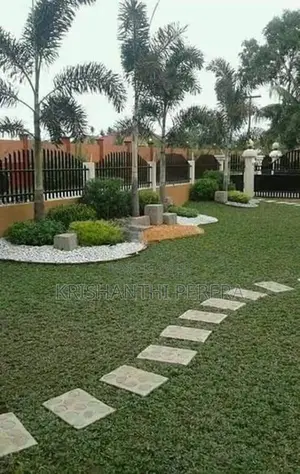 Malaysian Grass