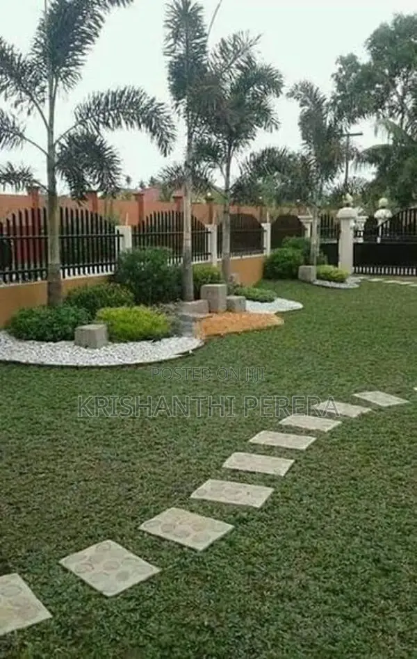 Malaysian Grass
