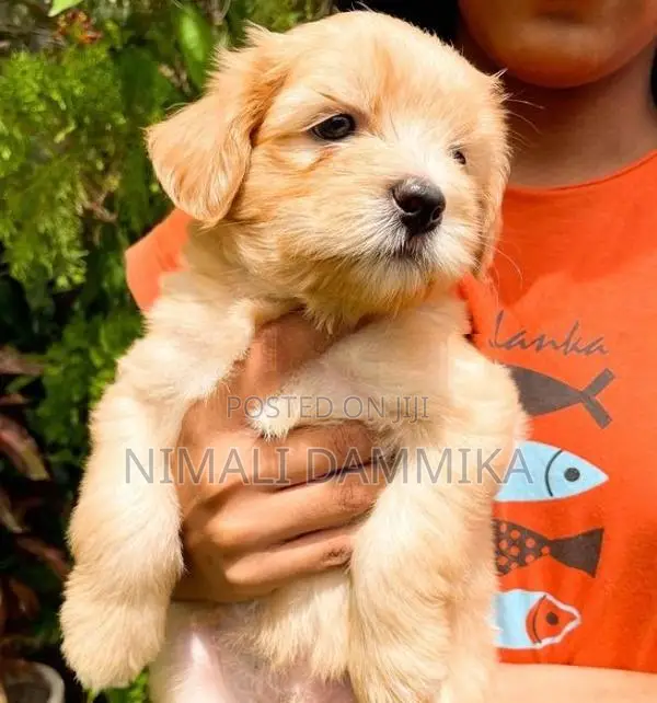 Tibetan Terrier Puppies
