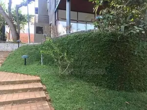 Malaysian Grass
