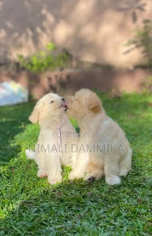 Tibetan Terrier Puppies