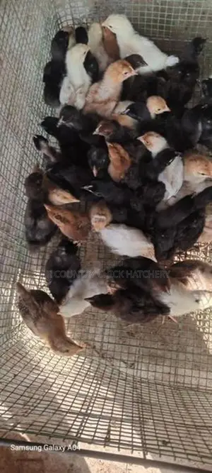 கோழி குஞ்சு