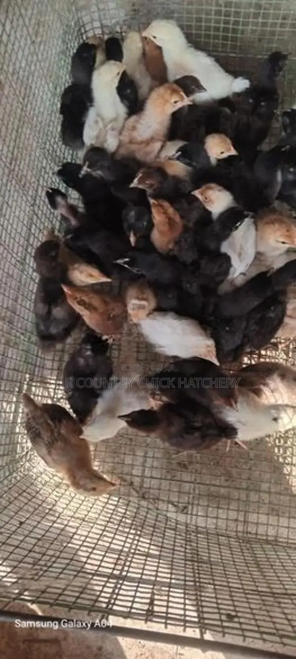 கோழி குஞ்சு