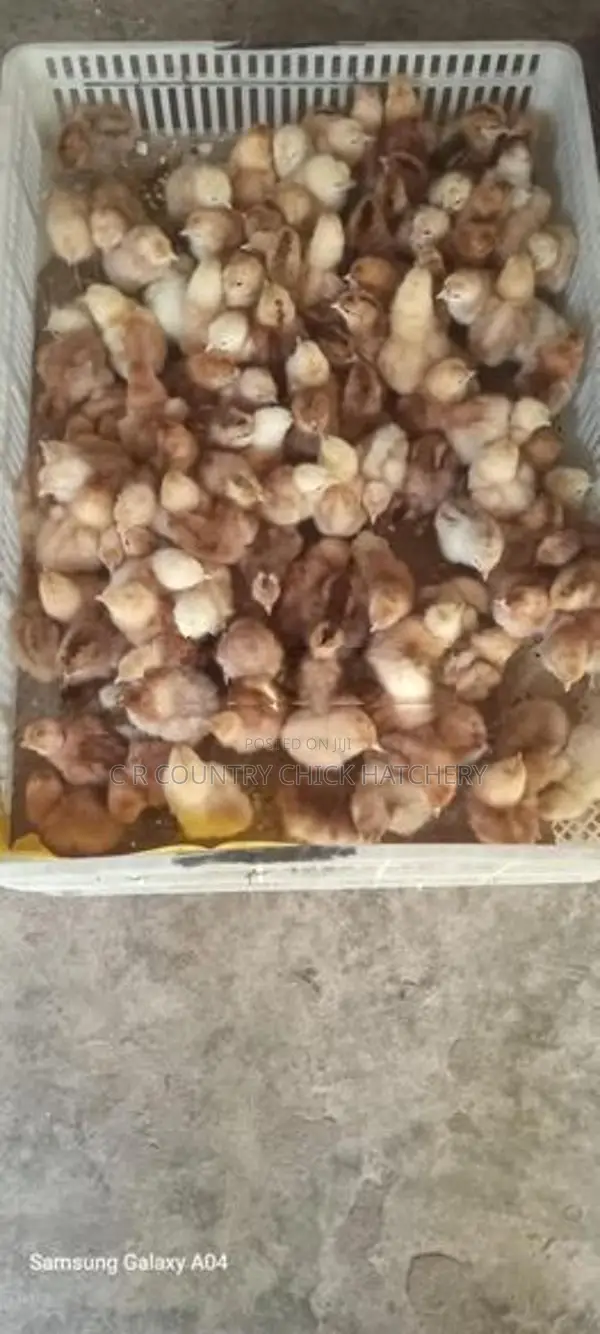 சிவப்பு முட்டை கோழி குஞ்சு