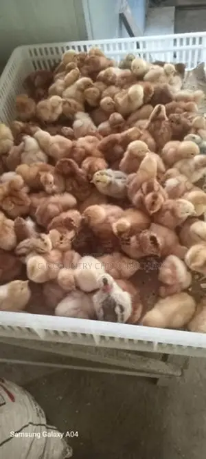 சிவப்பு முட்டை கோழி குஞ்சு