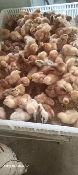 சிவப்பு முட்டை கோழி குஞ்சு