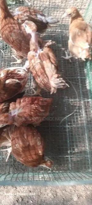 சிவப்பு முட்டை கோழி குஞ்சு
