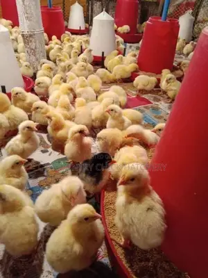 சிவப்பு முட்டை கோழி குஞ்சு